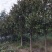 广玉兰，广玉兰批发，广玉兰种植基地