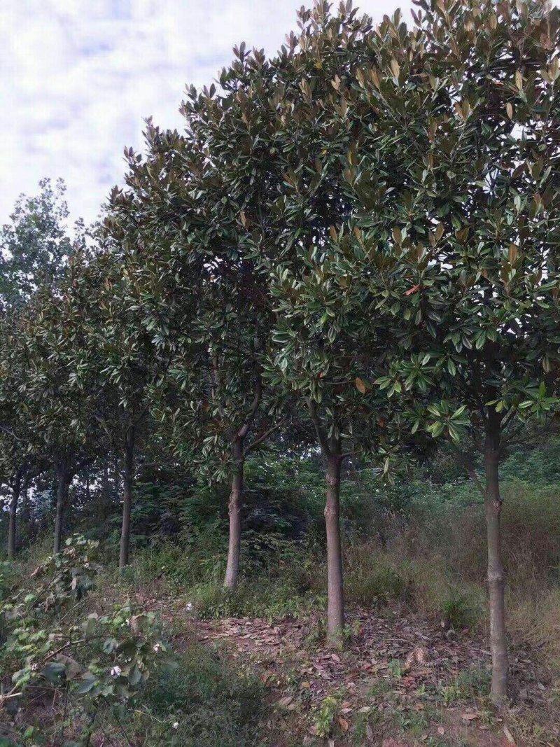 广玉兰，广玉兰批发，广玉兰种植基地