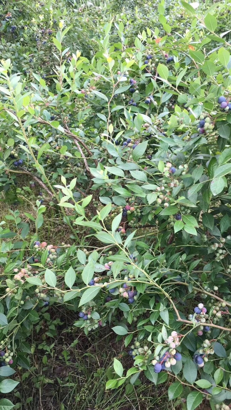张家界景区周边高山蓝莓，蓝金蓝莓