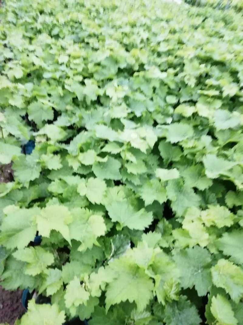 冰葡萄绿苗