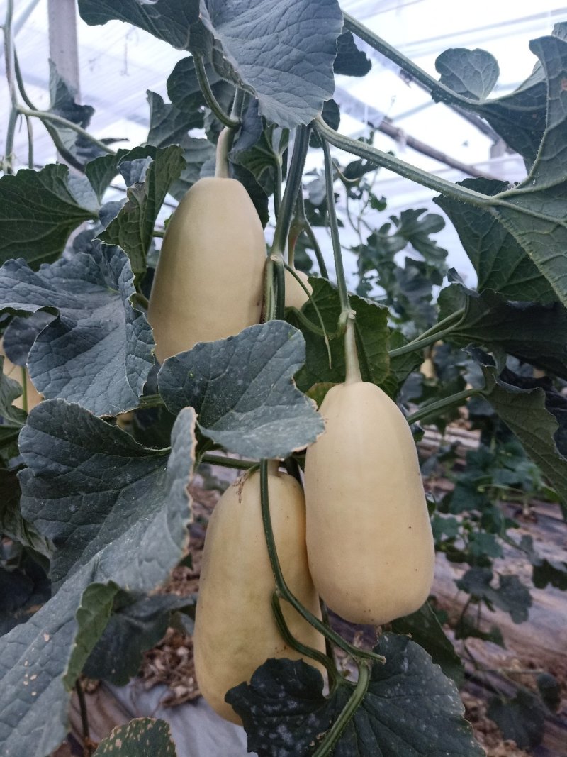 头茬弥河火银瓜0.5斤以上精品
