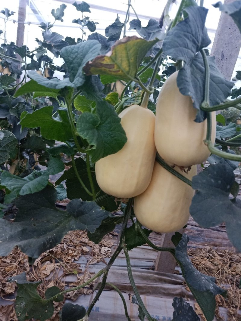 头茬弥河火银瓜0.5斤以上精品