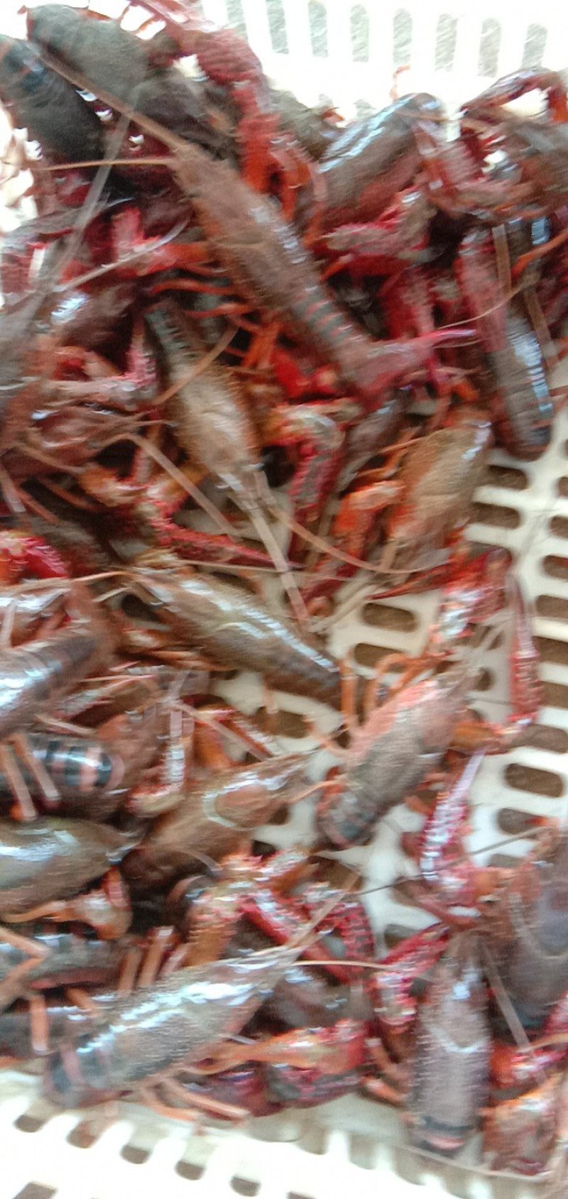 精品龙虾，，肉质鲜嫩