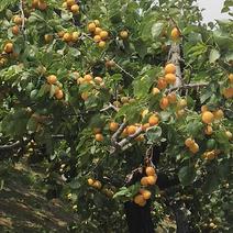 货源充足杏产地直供一手货源优质凯特，杏杏大量上市