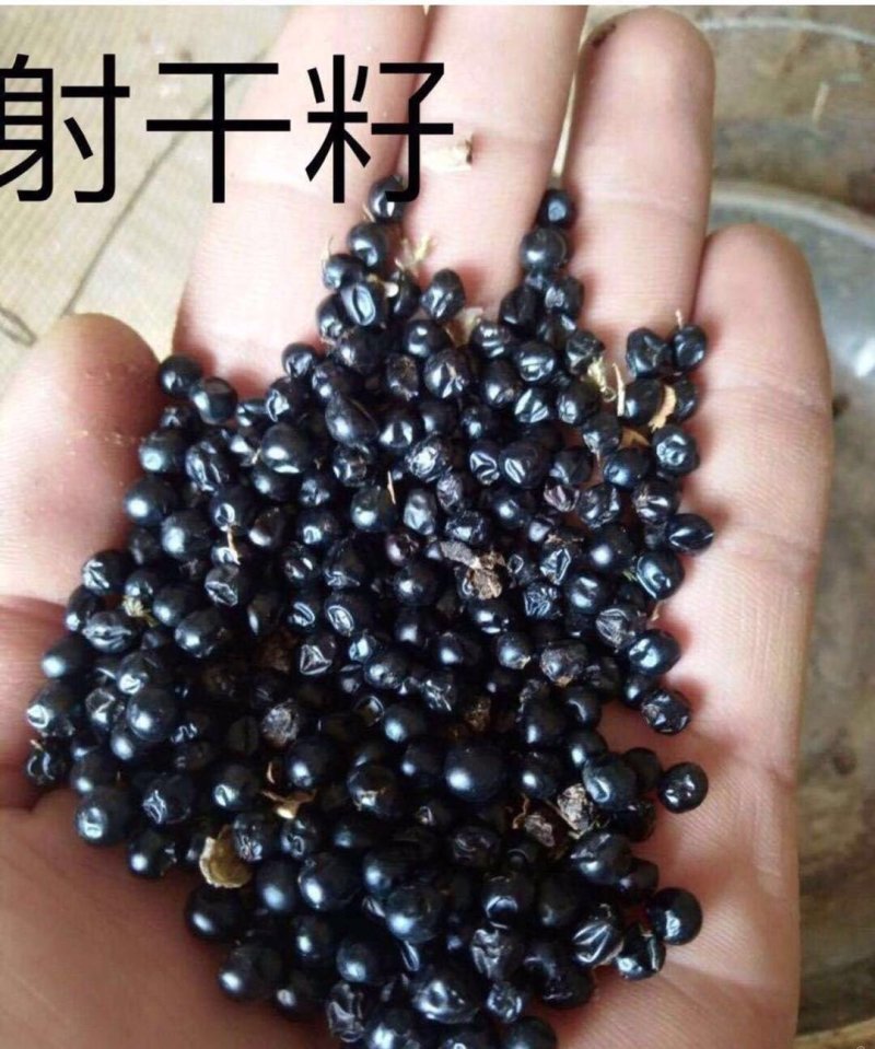 射干种子，优质种子，质量保证