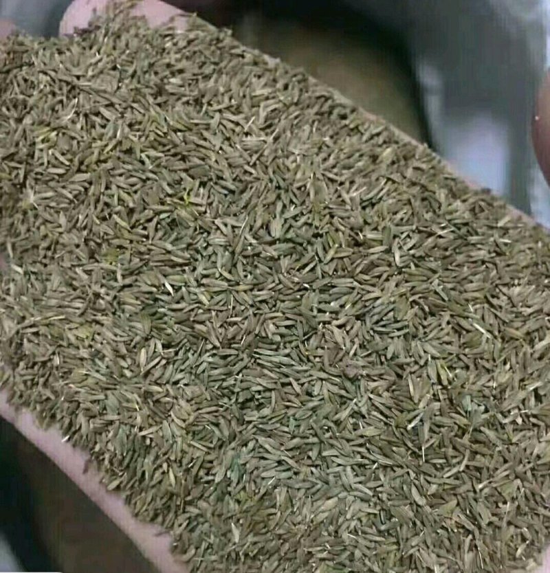 蒲公英籽，优质蒲公英种子