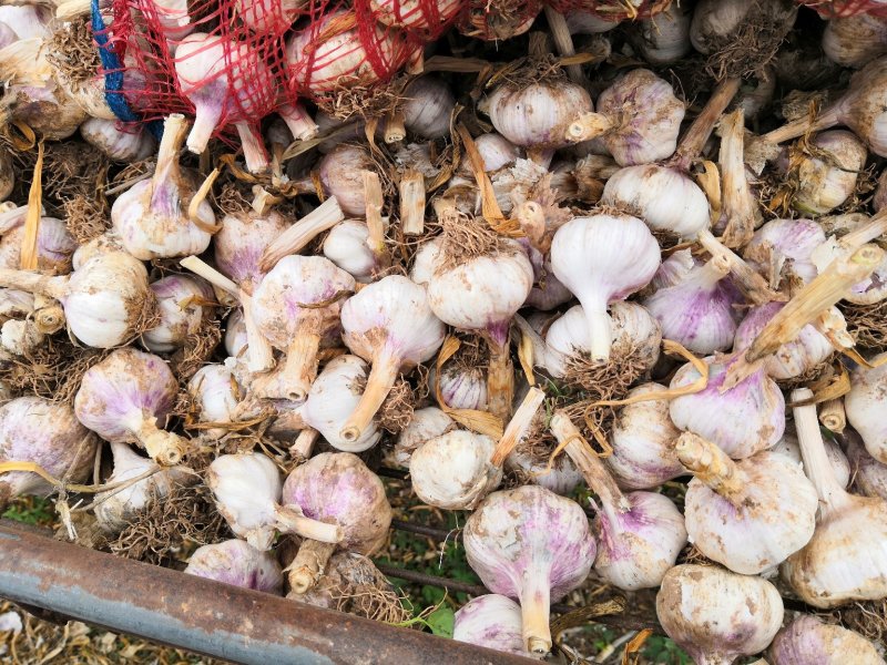 正宗河北大名蒜种蒜黄【基地供货质量保证】邯宝牌优质大蒜