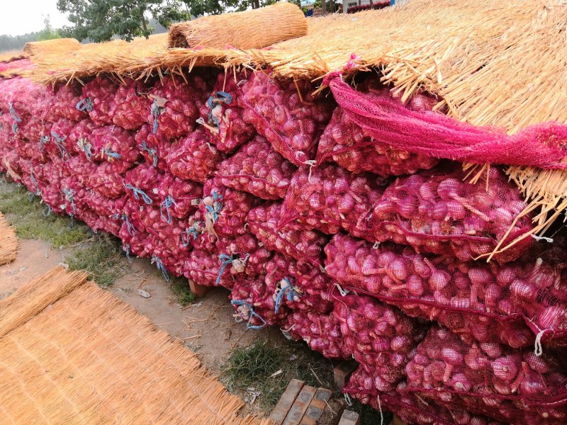 正宗河北大名蒜种蒜黄【基地供货质量保证】邯宝牌优质大蒜