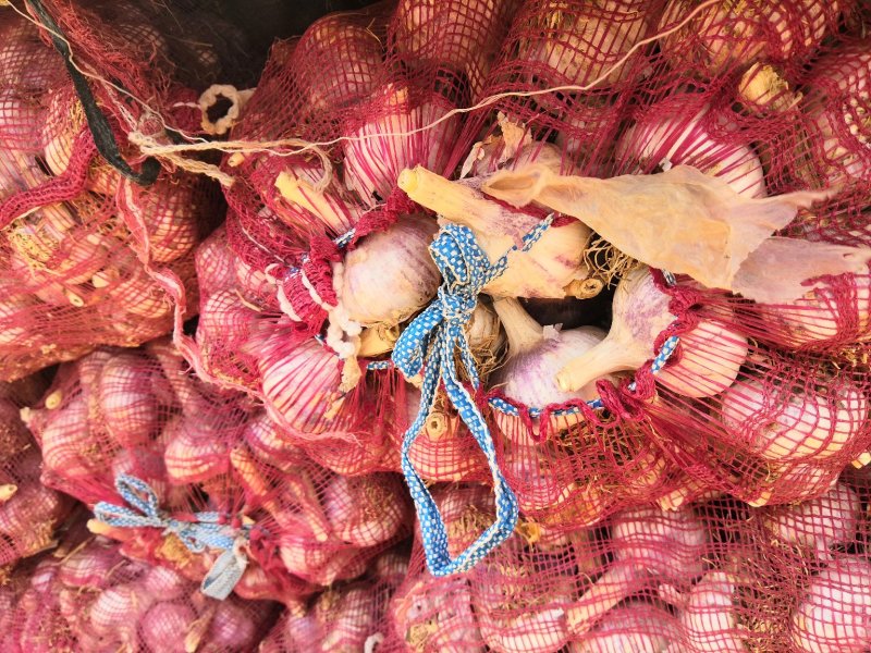 正宗河北大名蒜种蒜黄【基地供货质量保证】邯宝牌优质大蒜