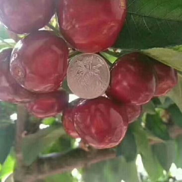 水果