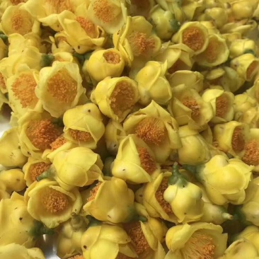 金花茶