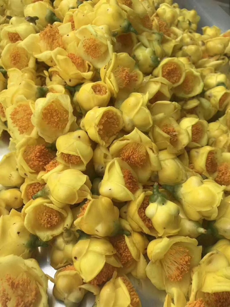 金花茶