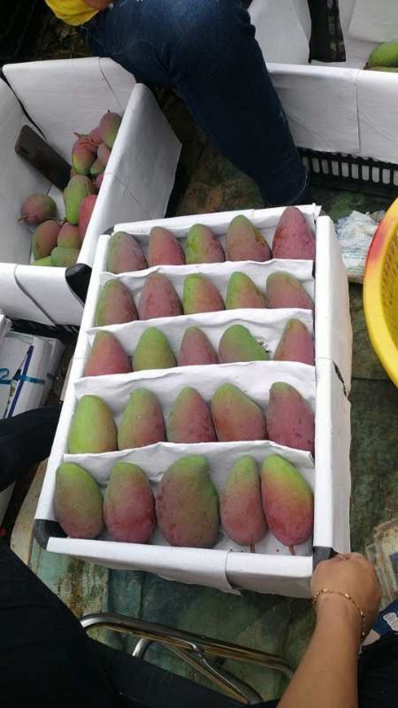 【高碑店新发地-乐航商贸】海南红金龙/贵妃芒（原筐）