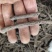 仙茅新货大选货无硫地道药材无虫蛀无霉变