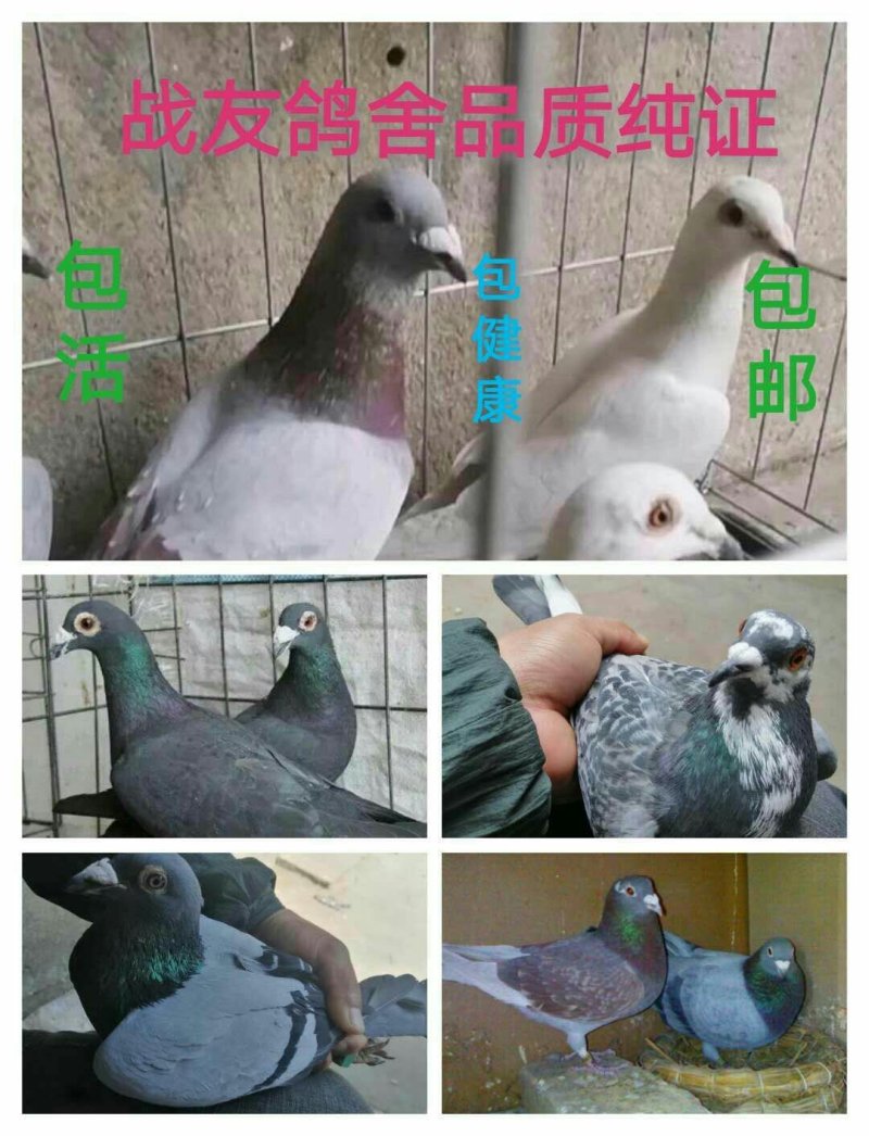 信鸽赛鸽公棚鸽成绩鸽原配种鸽一对国血吴淞活体包邮