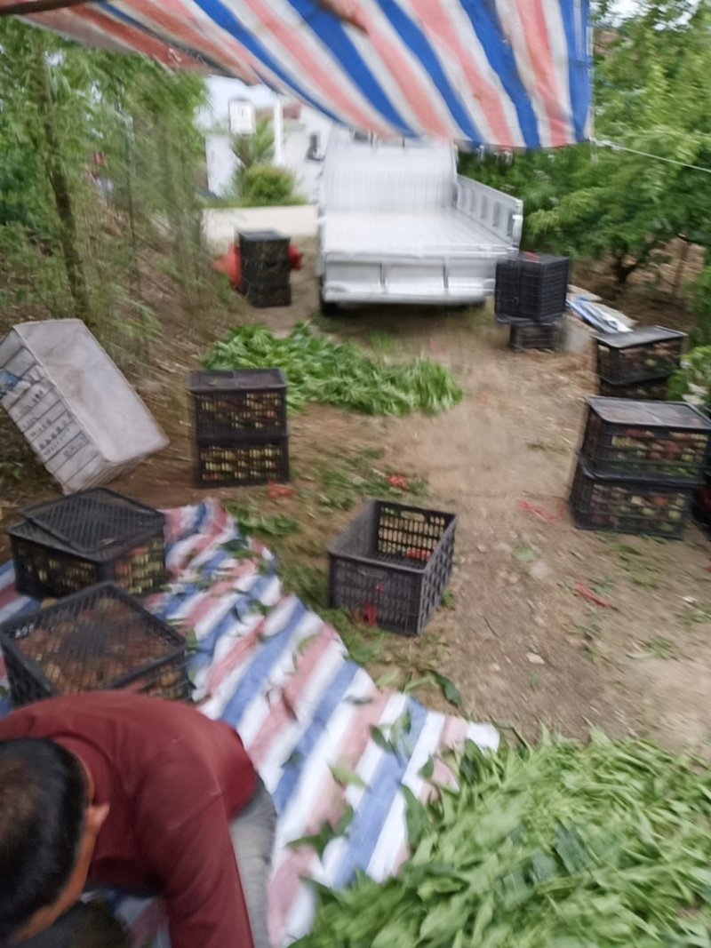 城固红布软(各种品种毛桃吃硊甜现在6公分半以
