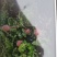 城固红布软(各种品种毛桃吃硊甜现在6公分半以