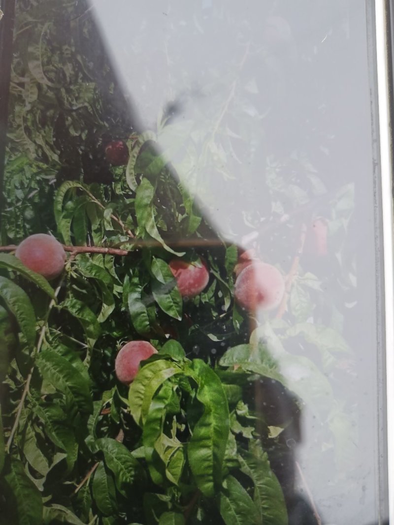 城固红布软(各种品种毛桃吃硊甜现在6公分半以