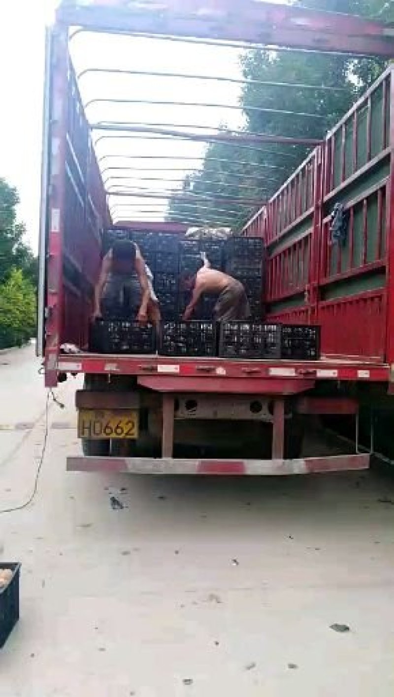 精选丰水梨脆甜爽口5斤全国包邮一件代发