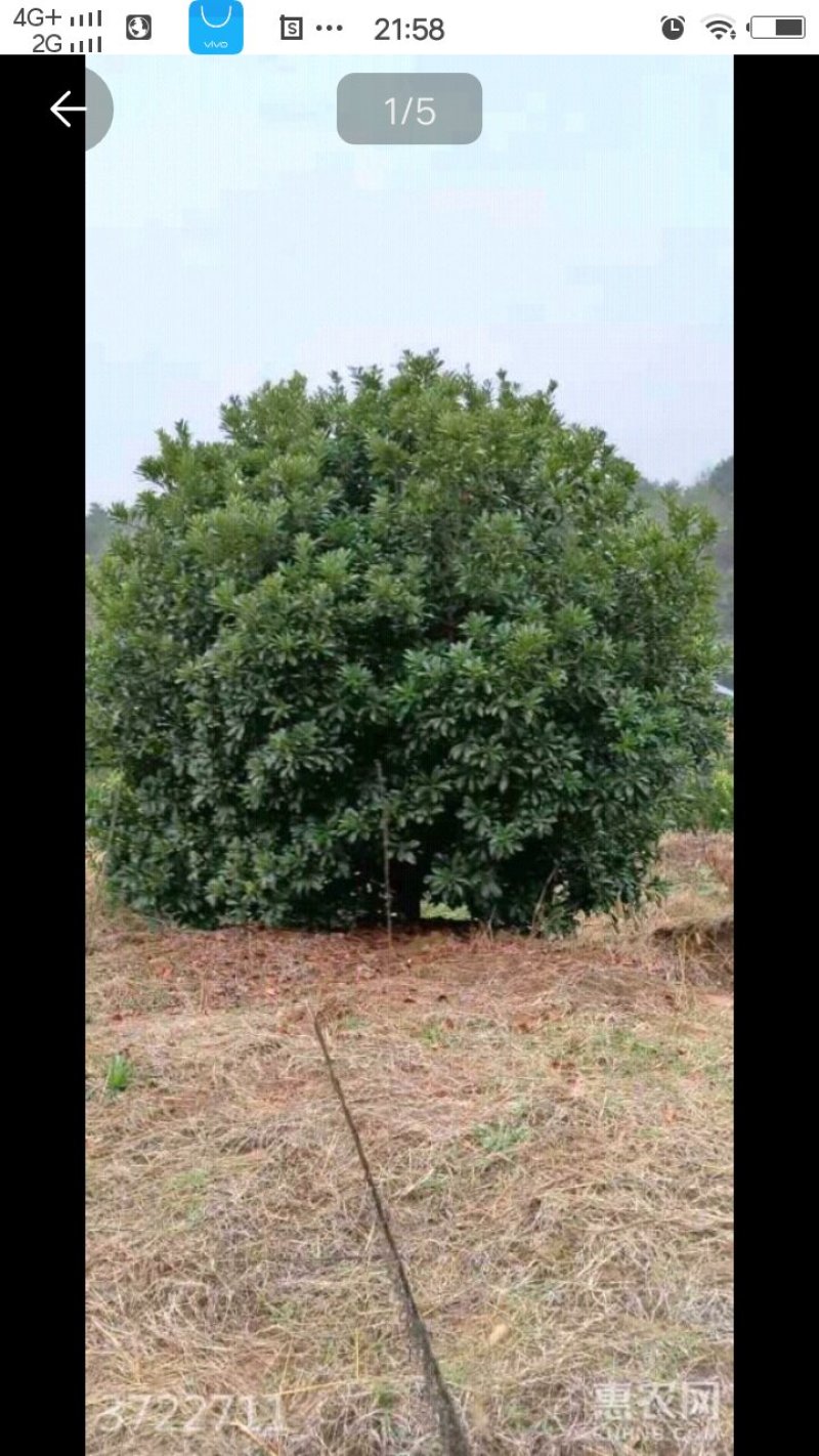 杨梅树