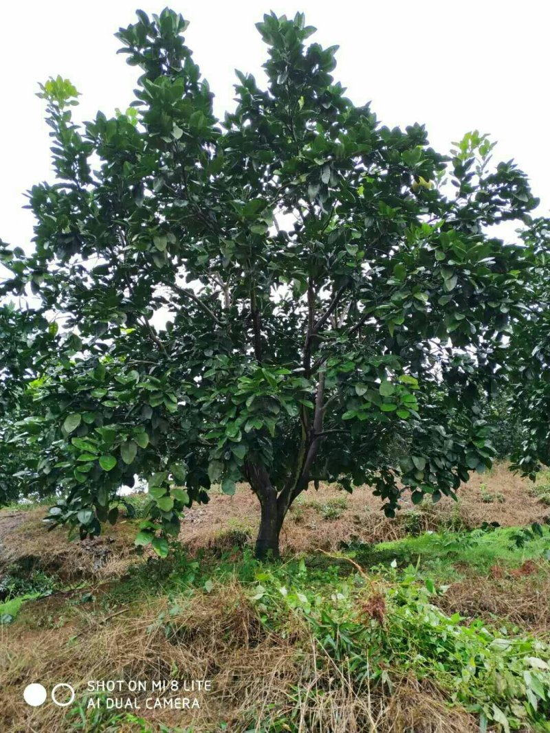 柚子树，香橼树，香泡树