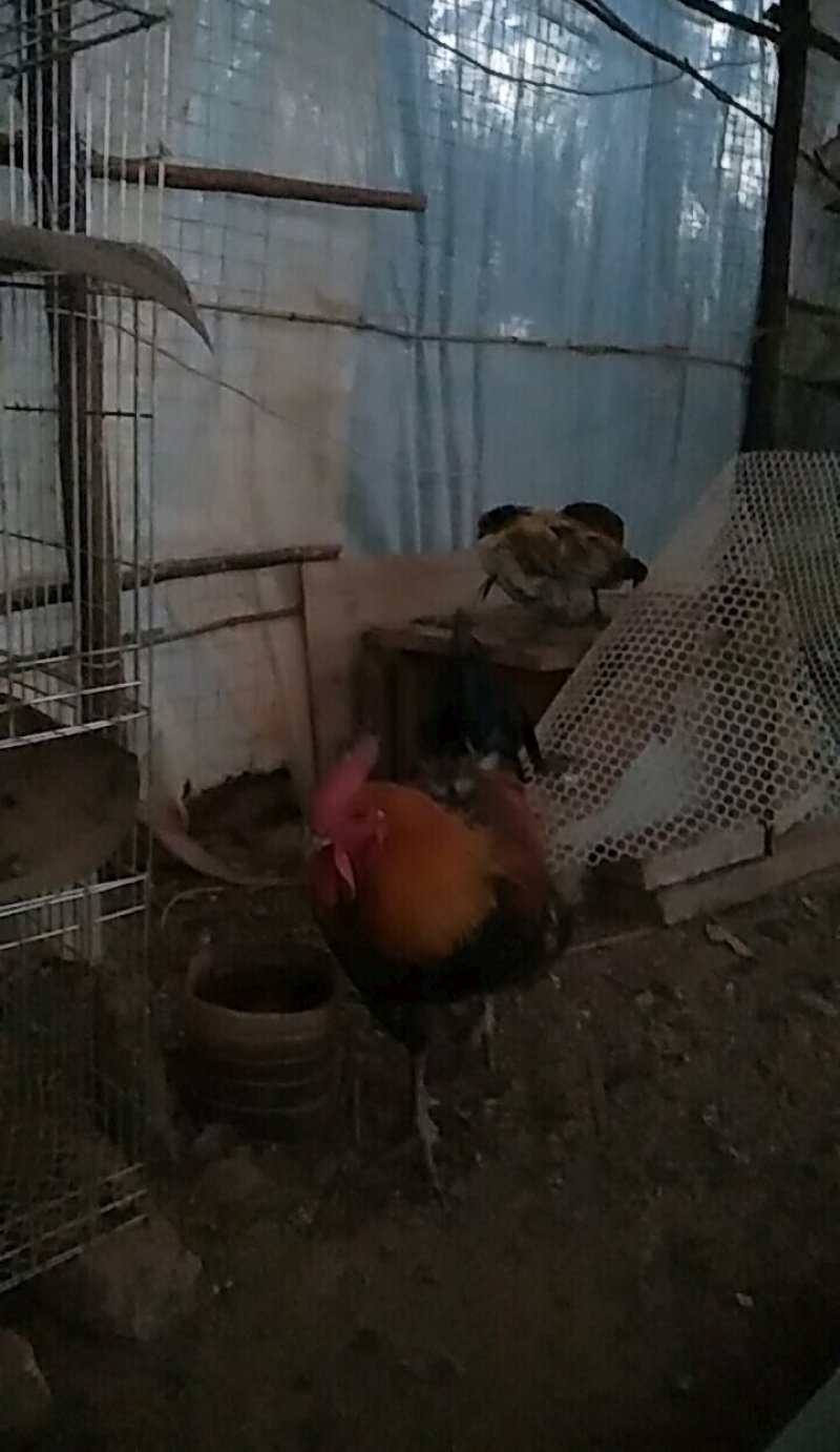 生态土鸡