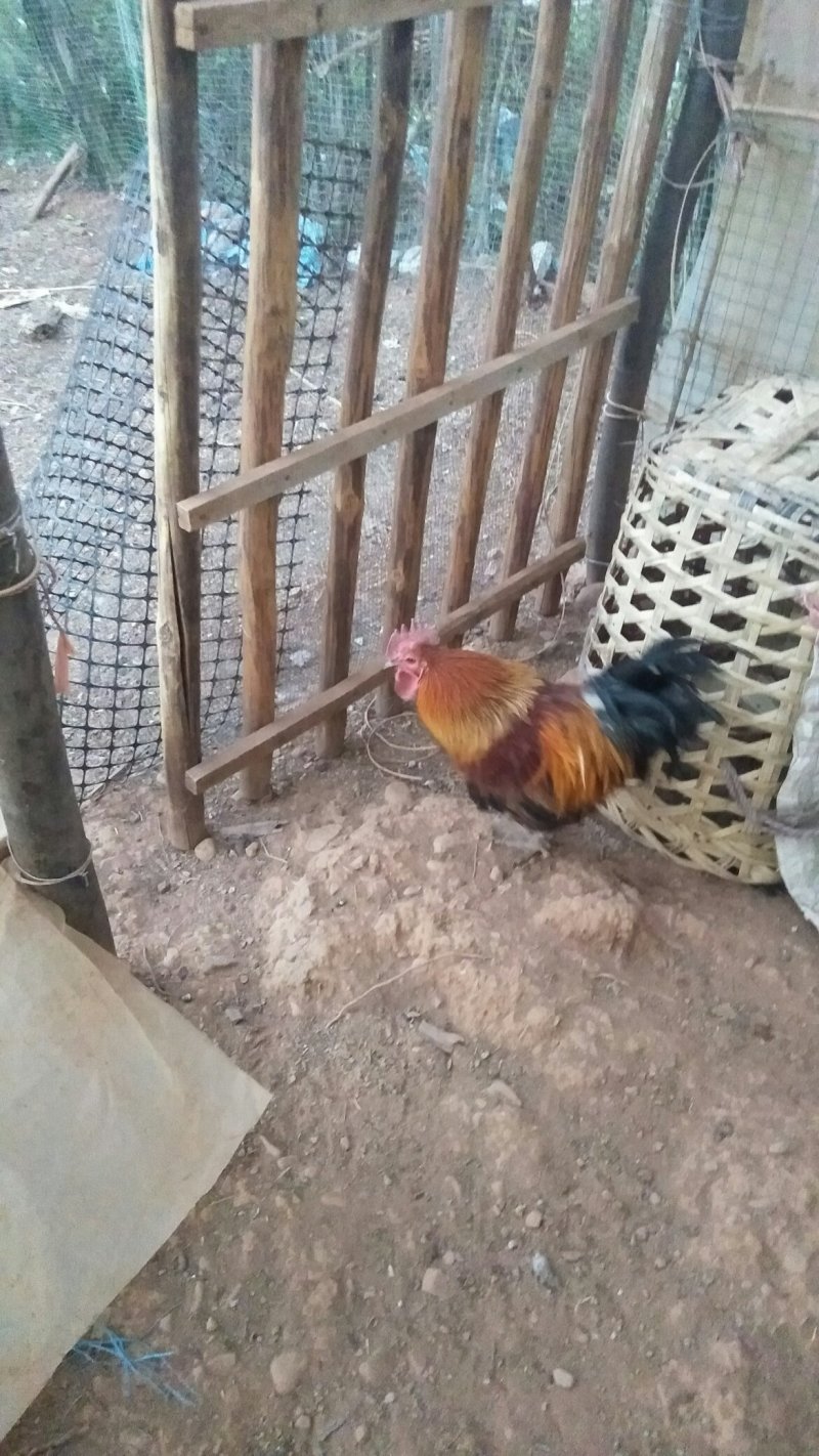 生态土鸡