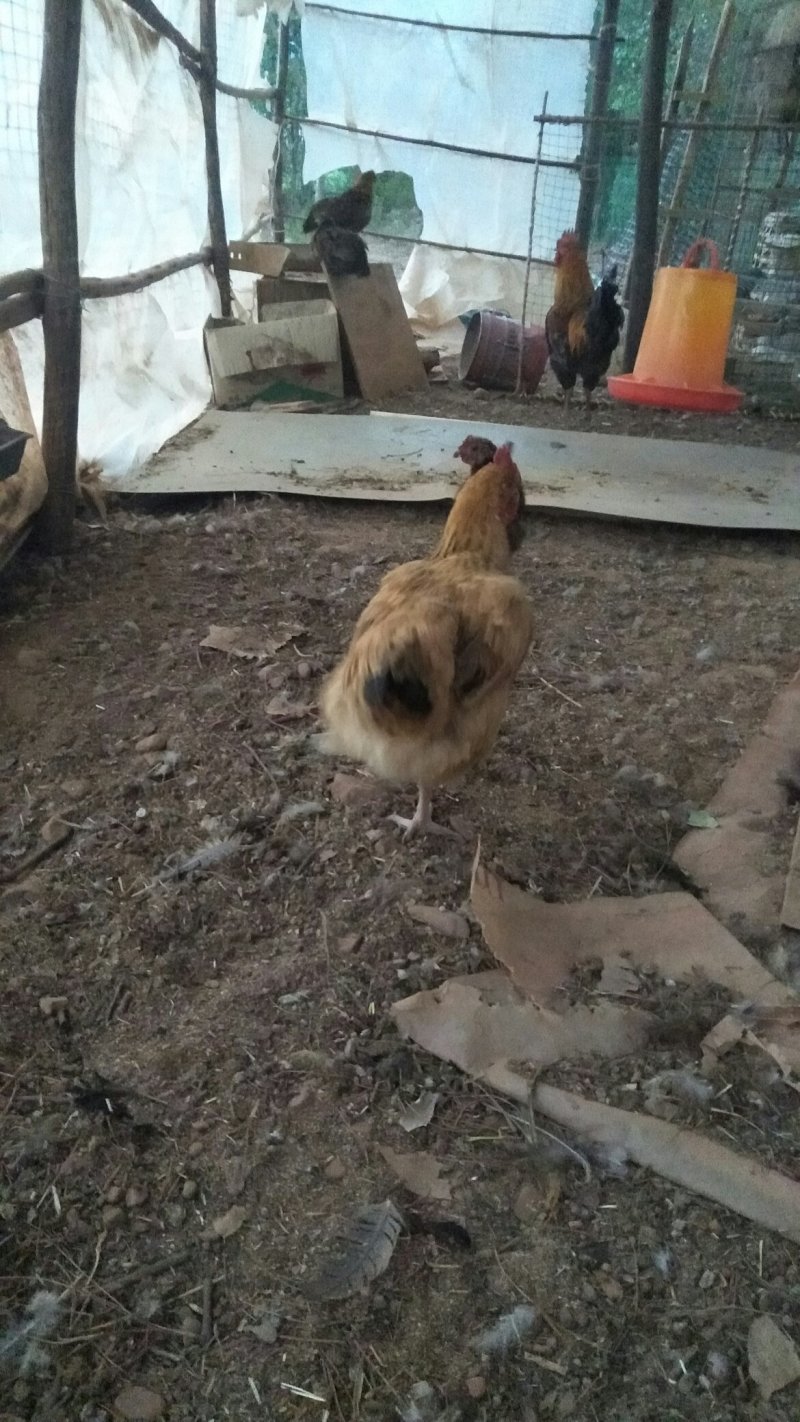 生态土鸡