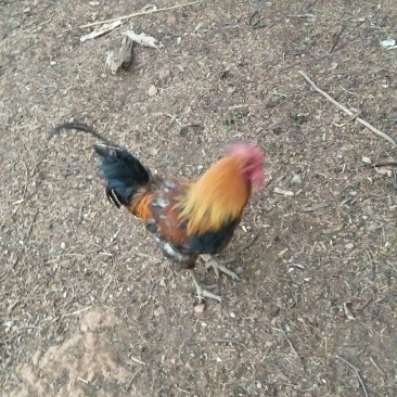 生态土鸡