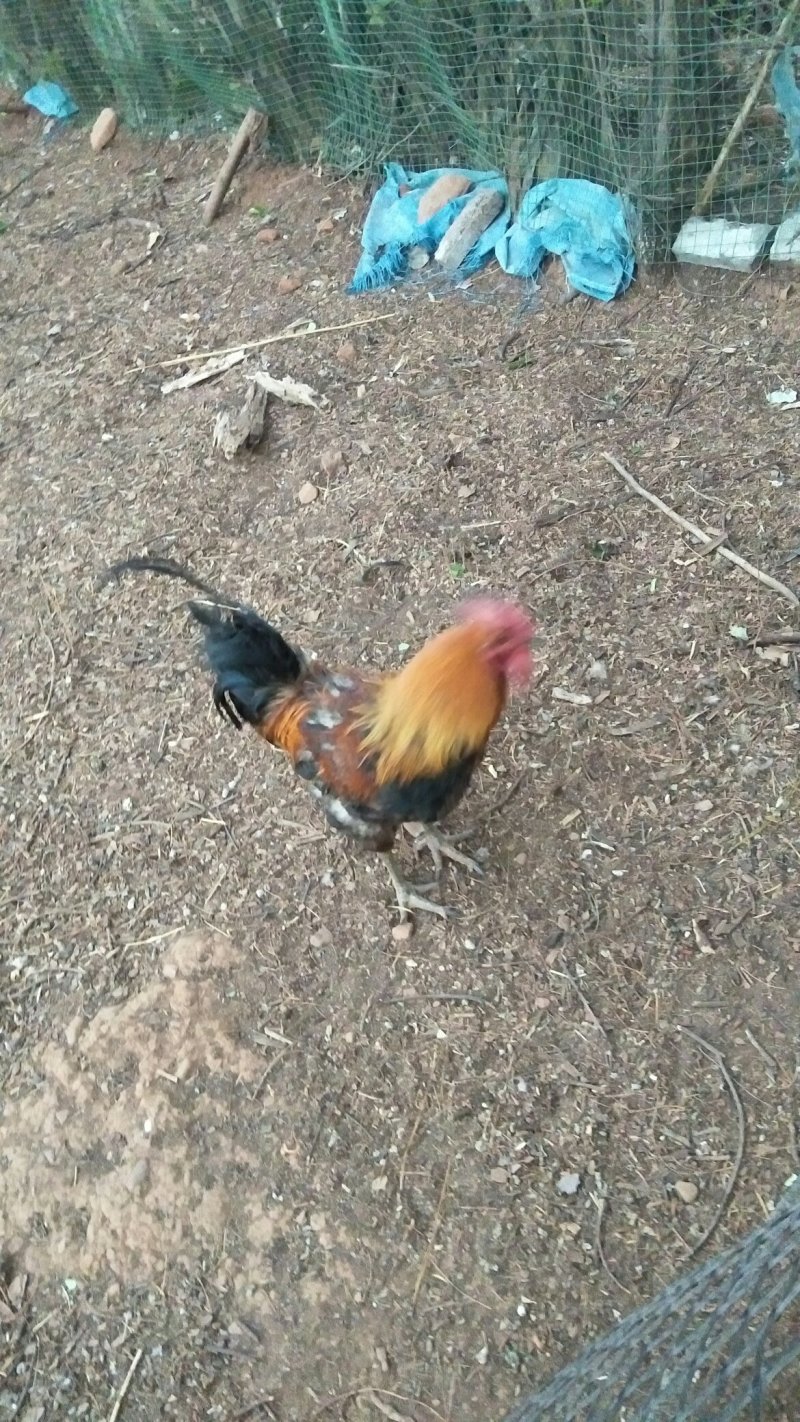 生态土鸡