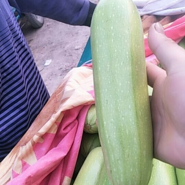 西葫芦大量上市