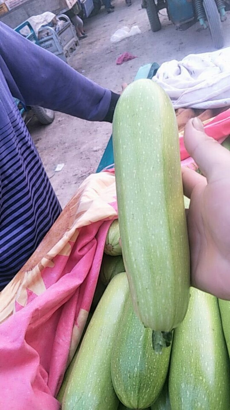 西葫芦大量上市