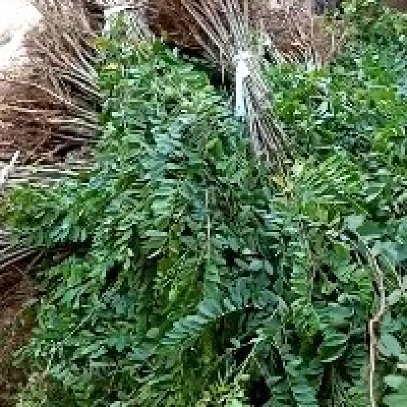 紫穗槐，耐旱耐碱绿化护坡苗木，根系发达易成活