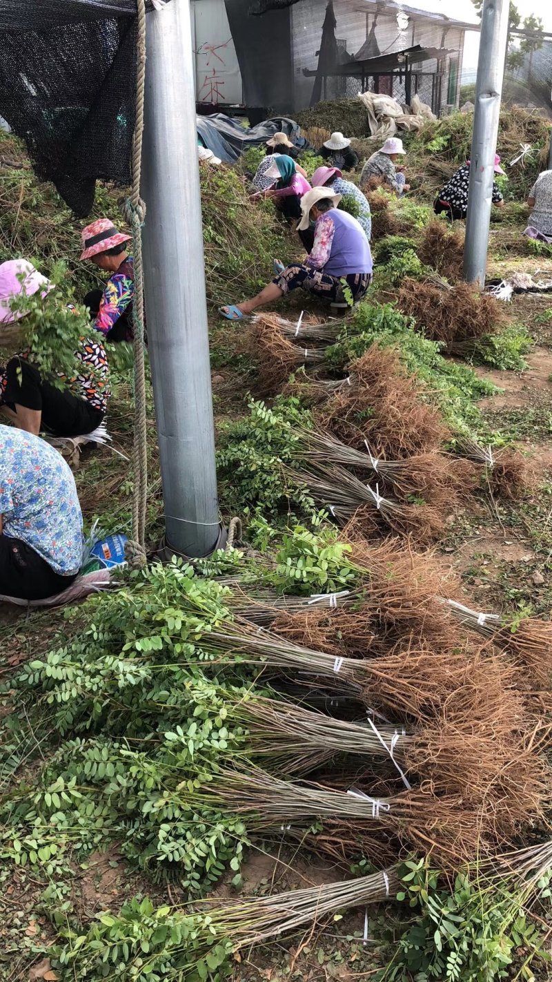 紫穗槐，耐旱耐碱绿化护坡苗木，根系发达易成活