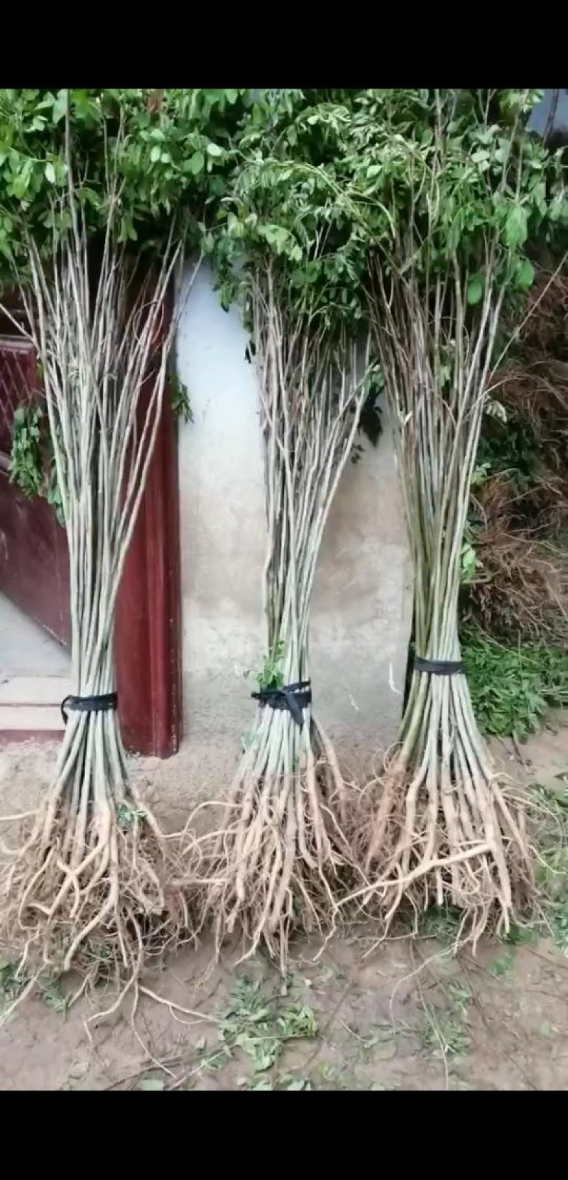 紫穗槐，耐旱耐碱绿化护坡苗木，根系发达易成活