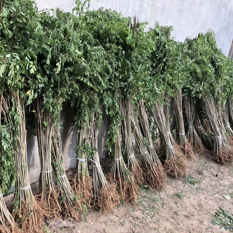 紫穗槐，棉条，绿化苗木，护坡苗木，无病虫害