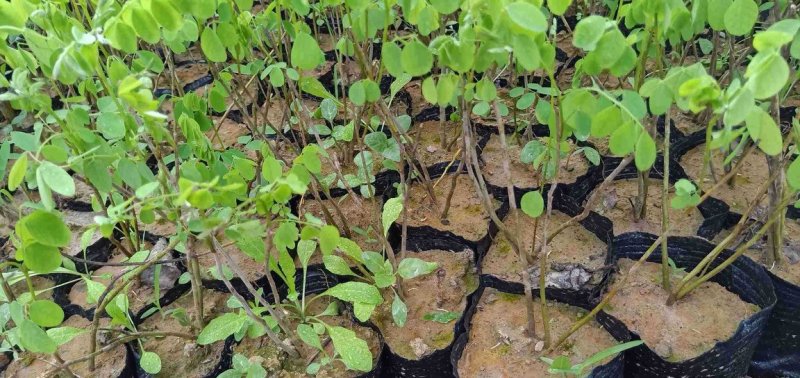 紫穗槐，棉条，绿化苗木，护坡苗木，无病虫害