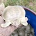 甲鱼苗，3-6两（大规格苗)适合外塘养殖