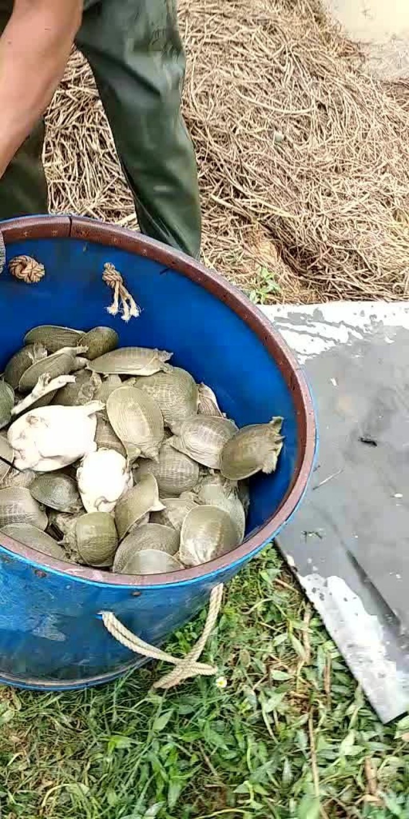 甲鱼苗，3-6两（大规格苗)适合外塘养殖