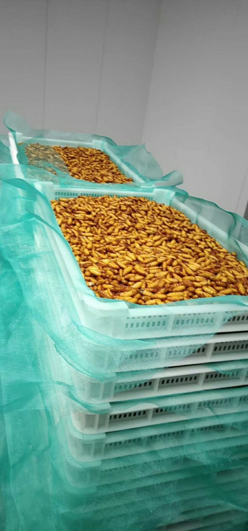 金丝蛹，小蚕蛹，大黄蛹，长年批发供应，各地发货，欢迎询价