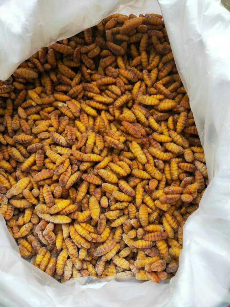 金丝蛹，小蚕蛹，大黄蛹，长年批发供应，各地发货，欢迎询价