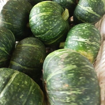 大量供应小南瓜