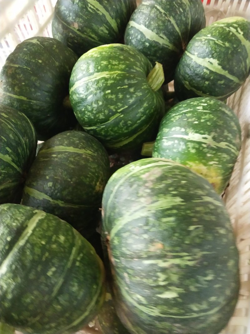 大量供应小南瓜