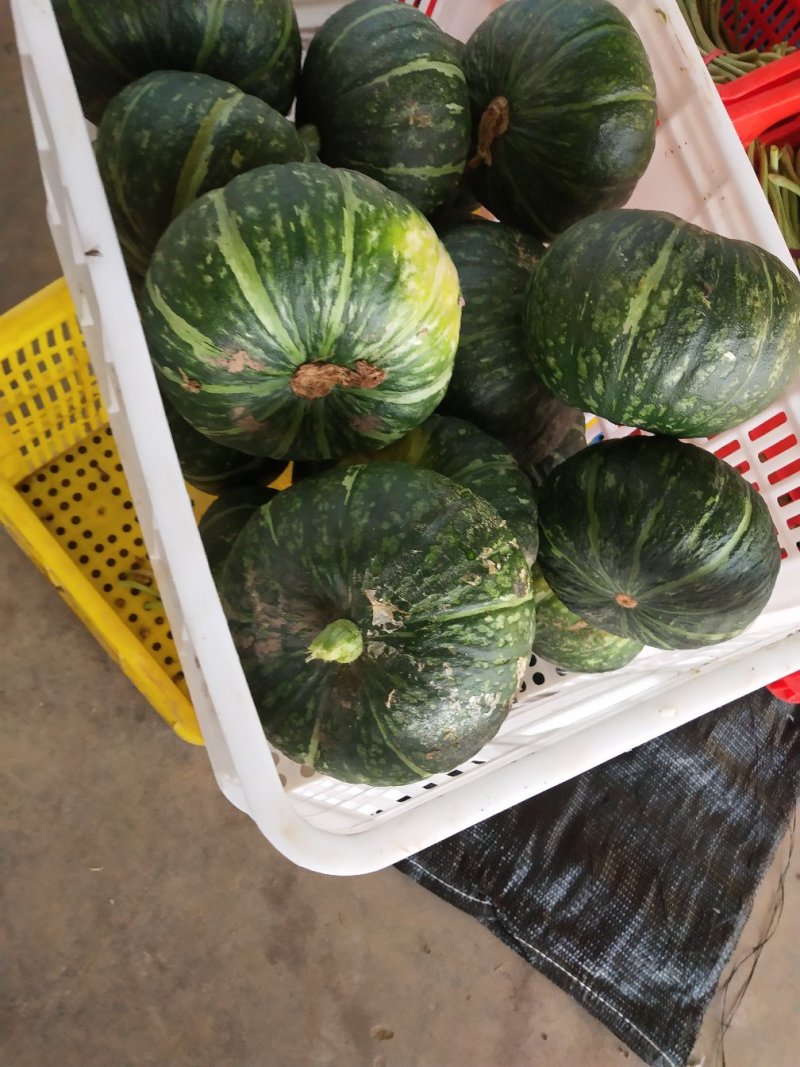 大量供应小南瓜