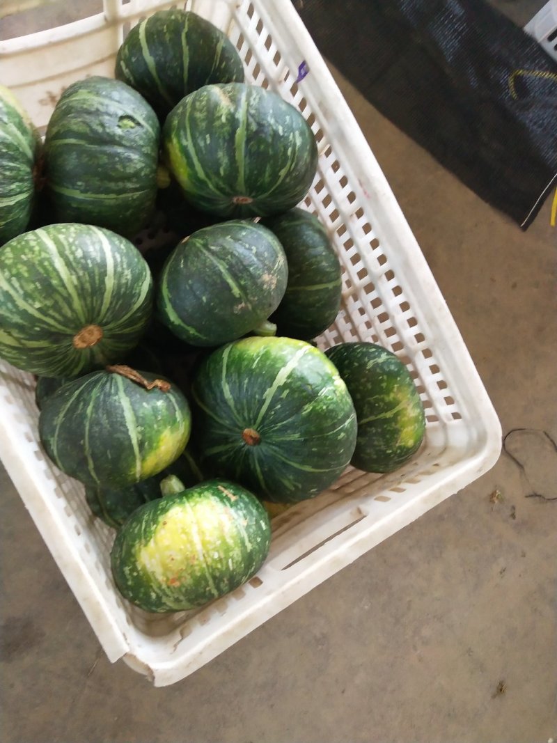 大量供应小南瓜