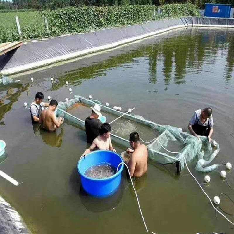 厂家供应泥鳅养殖防渗膜,虾池防渗膜,甲鱼养殖膜免费寄样