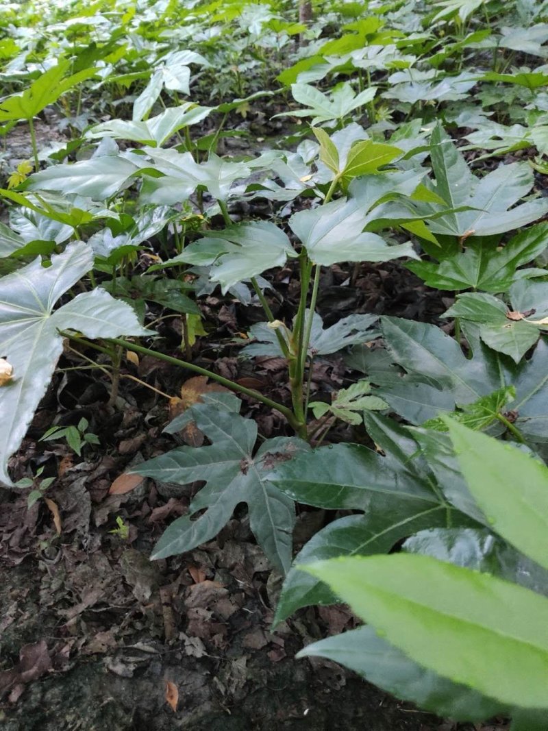 八角金盆40公分