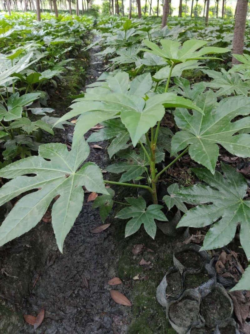 八角金盆40公分