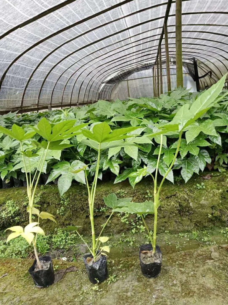 八角金盆40公分