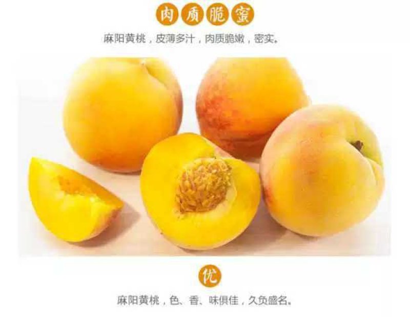 麻阳高山黄挑